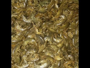 Живая приманка мормыш